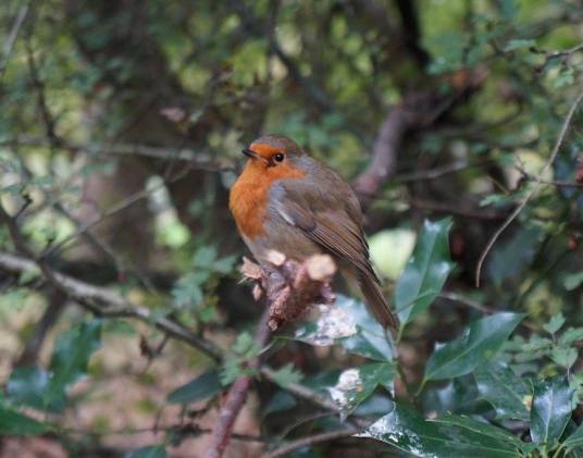 A robin photographed by Aimee Winkfield